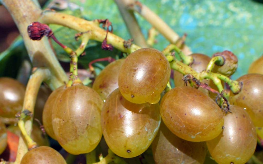 korcula-smokvica-grape